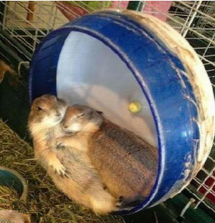 很有技术的睡姿