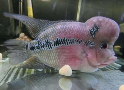 罗汉鱼不红是什么原因 环境不适也会影响