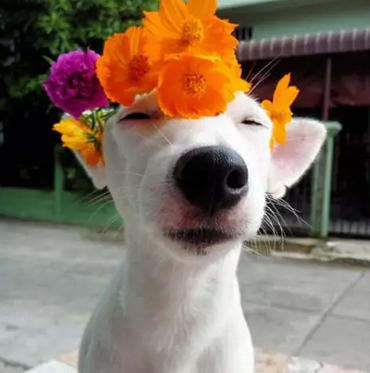 美女都爱花，狗狗比花娇~