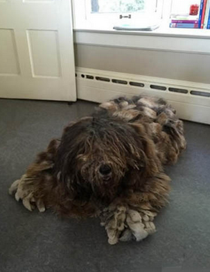 这是我见过最丑的狗