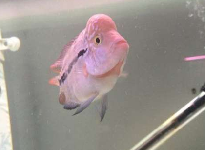 罗汉鱼肠炎有哪些症状 不能盲目用药