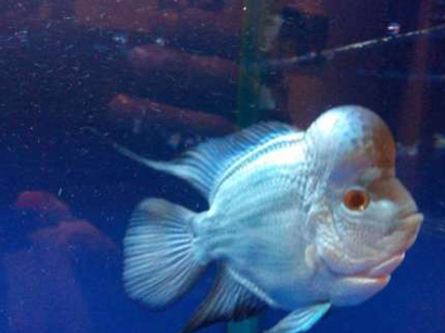 哪种罗汉鱼最贵 金花品系的罗汉鱼最贵