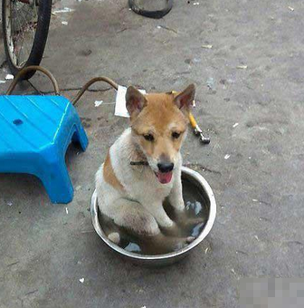 热天气连汪星人也抗不住