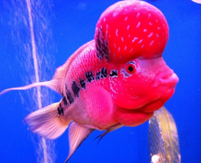 罗汉鱼需要灯光吗 灯光有助于罗汉鱼发色