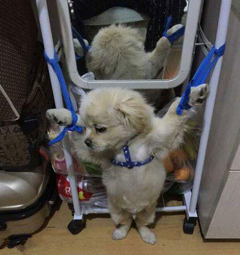 汪星人这忧桑的表情