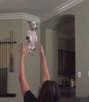 狗狗一脸生无可恋的表情，真是苦了狗了