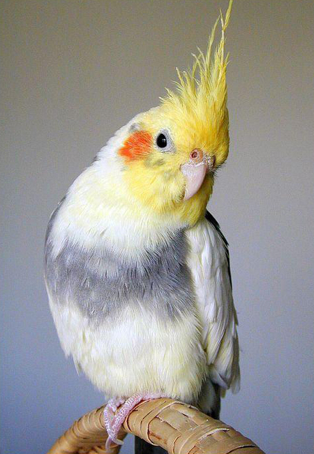 鹦鹉幼鸟细菌性肠道性疾病诊治及预控