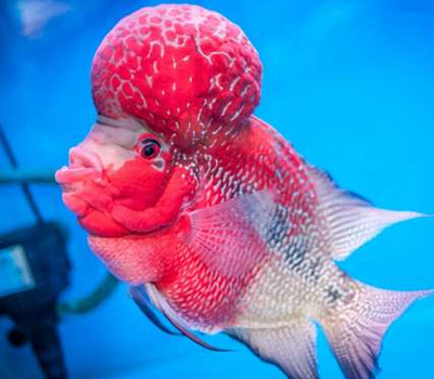 如何分辨罗汉鱼的雄雌 一般母的体型较小