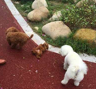 你这是在碰瓷吗