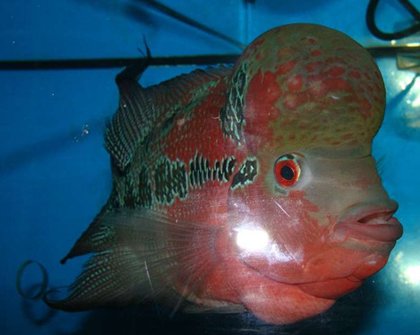 养罗汉鱼应该注意什么 要注意水质问题