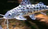 豹斑脂鲶怎么养 水质喜弱酸性软水