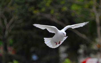 鸽子副伤寒的诊治 用环丙沙星针剂肌肉注射