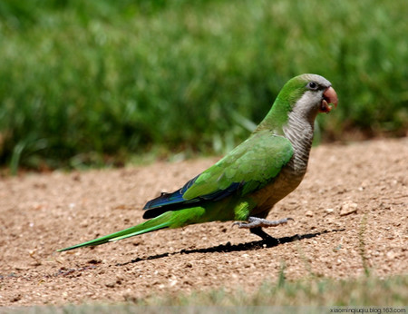 秋季笼养鸟感冒的防治 避免鸟儿受风寒