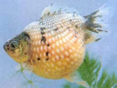 凤尾花珍珠得了白点病怎么办 不建议升温