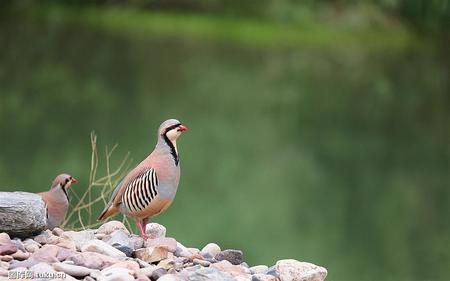 鹧鸪白痢病的诊治 是白痢沙门氏菌引起的