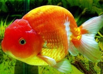 福州兰畴吃什么 食物要营养均衡