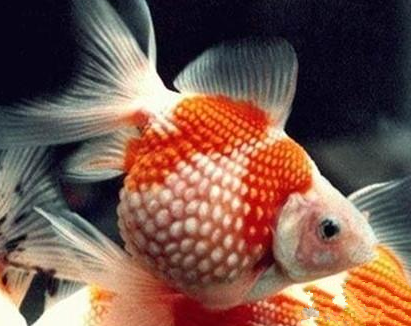 凤尾花珍珠怎么养 养殖密度须密稀结合