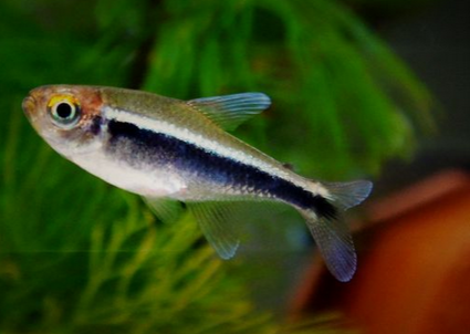 黑莲灯怎么养 注意保持水质的稳定