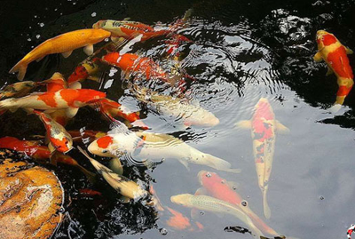 新买的锦鲤鱼怎么过水 需要停食3天