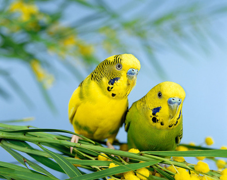 观赏鸟普通外伤的消炎 其治疗方法