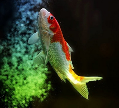 锦鲤鱼突眼怎么办 方法合理能有效治愈