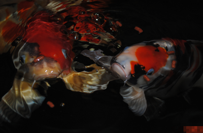 锦鲤鱼适合什么水质 保持水质的干净