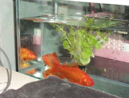 锦鲤鱼不吃东西怎么办 先找原因再解决