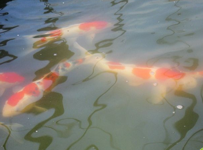 锦鲤对水质有哪些要求 偏弱碱性水质