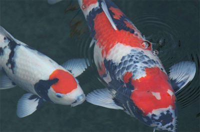 怎么给锦鲤鱼换水 注意定期给锦鲤鱼换水