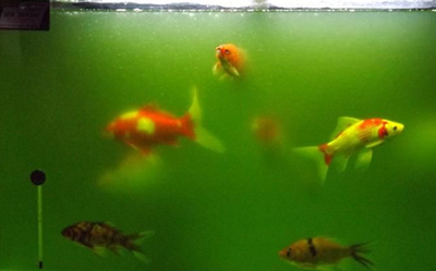 绿水能养锦鲤鱼吗 绿水有提供营养的作用