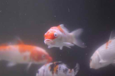 锦鲤蒙眼病怎么治疗 可以通过药物治疗