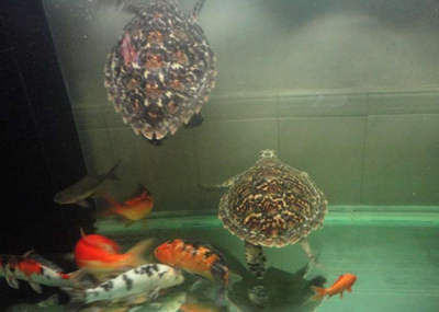 锦鲤鱼可以与哪些鱼混养 要了解锦鲤性情