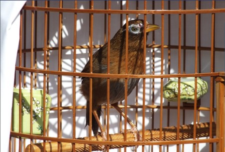 怎么让生头画眉尽快适应 坚持天天清晨遛鸟