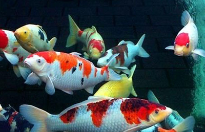 怎么调节锦鲤鱼缸的水质 要定时换水