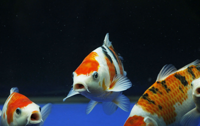 锦鲤白头白嘴病怎么治 要保持水质清洁