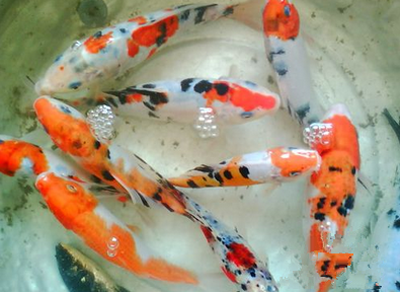 锦鲤鱼每天喂几次 根据鱼的摄食情况而定