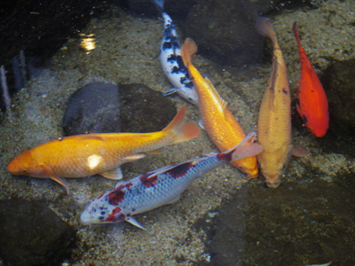 锦鲤鱼鳍烂了怎么办 要及时进行治疗