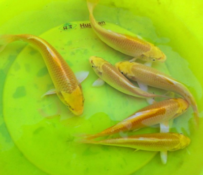 新买的锦鲤怎么喂食 给锦鲤鱼一个适应期