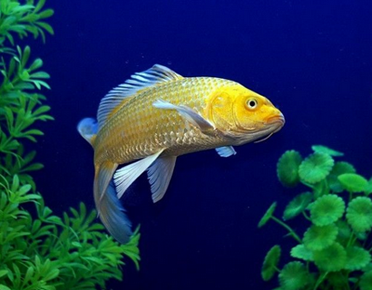 锦鲤烂尾病怎么治 要隔离治疗