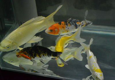 锦鲤鱼缸水混了怎么办 注意定期换水