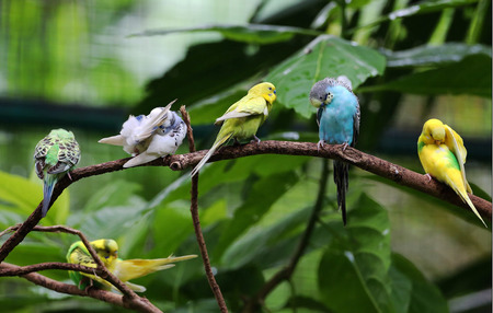 鹦鹉营养过剩怎么办 可能会导致疾病的发生