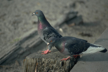 鸽子怎么养 怎么给鸽子配饲料