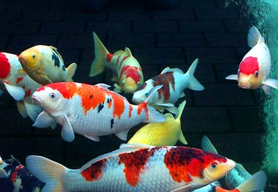 锦鲤嘴红肿怎么办 可以先去除脓液