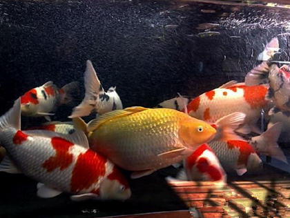 如何防止锦鲤褪色 饲料要吃得健康