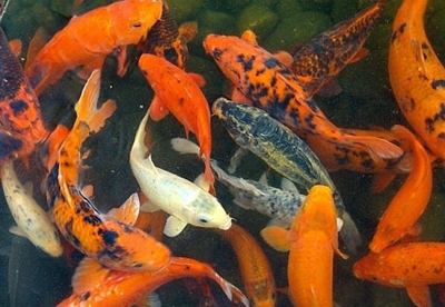 锦鲤鱼什么时间喂食好 喂食要有规律性