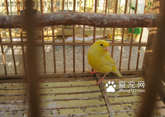 白玉鸟（金丝雀）