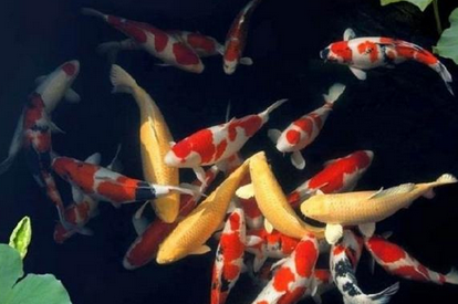 锦鲤鱼吃什么饲料好 选择营养丰富的饲料