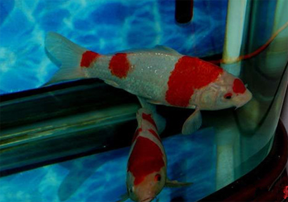 养锦鲤的水温是多少 要保持水温稳定