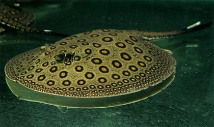 珍珠魟鱼好养吗 珍珠魟鱼带有一定毒性