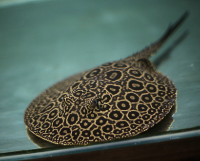 魟鱼怎么养 提供一个健康的生活环境